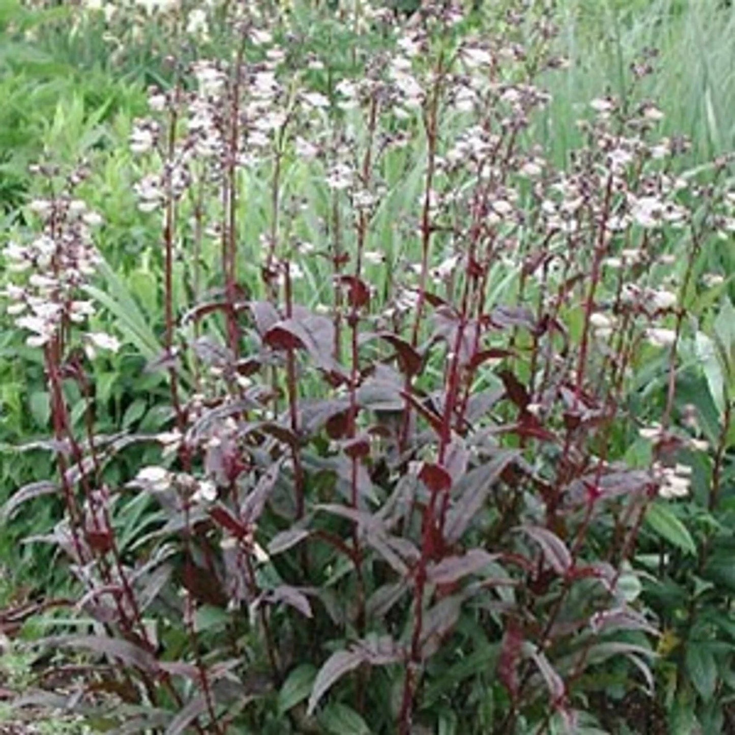 Foxglove Beardtongue Husker Red Penstemon Digitalis Bare Root Live Starter Plant for Gardens