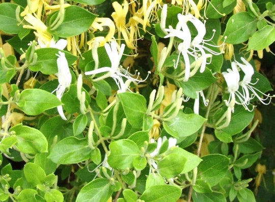 Live Hall's Honeysuckle Plant 1ft - White Yellow Flowers - Lonicera japonica - Climbing Vine for Trellis or Ground Cover