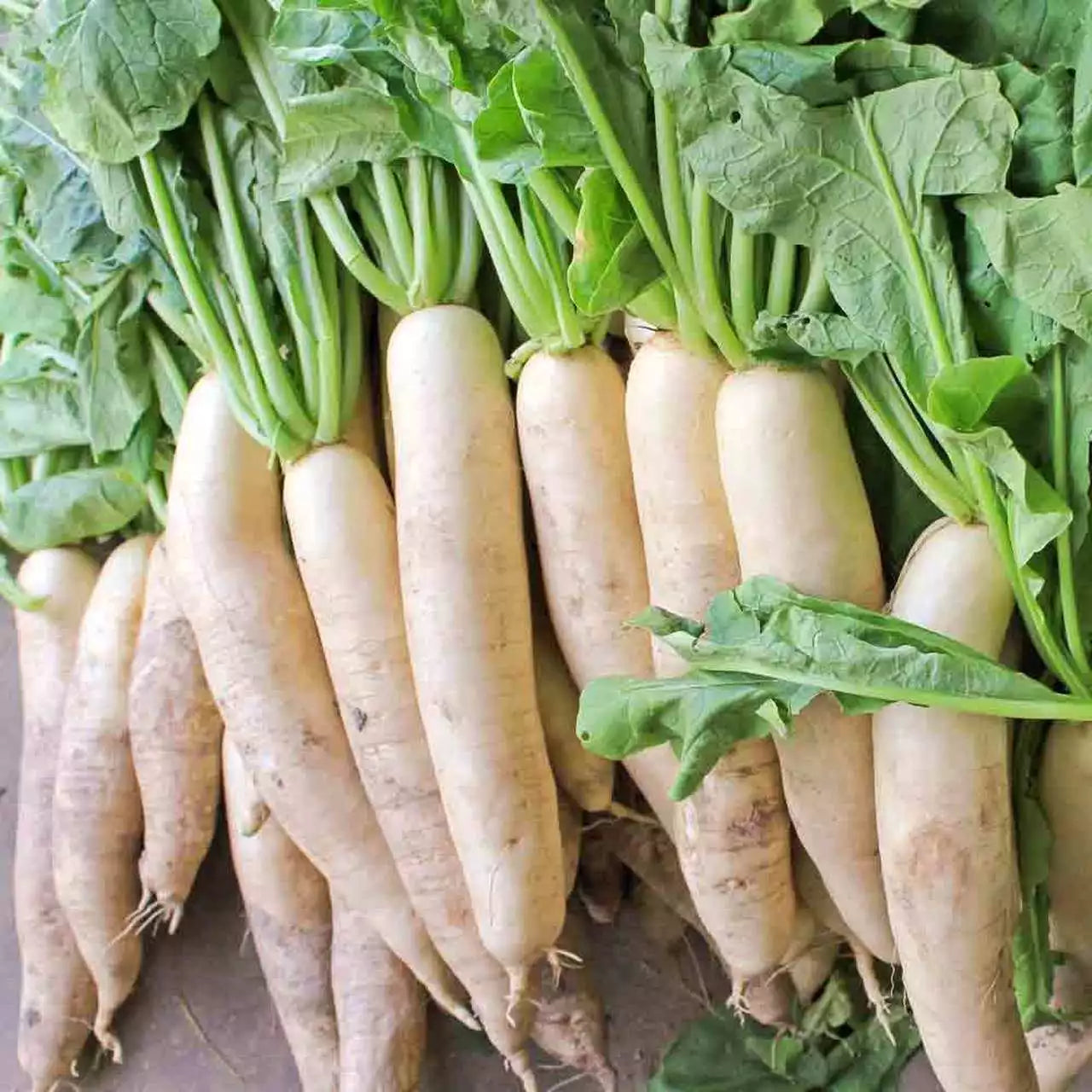 Daikon Radish Seeds 1 LB - Large Variety for Deer Food Plots | Raphanus sativus