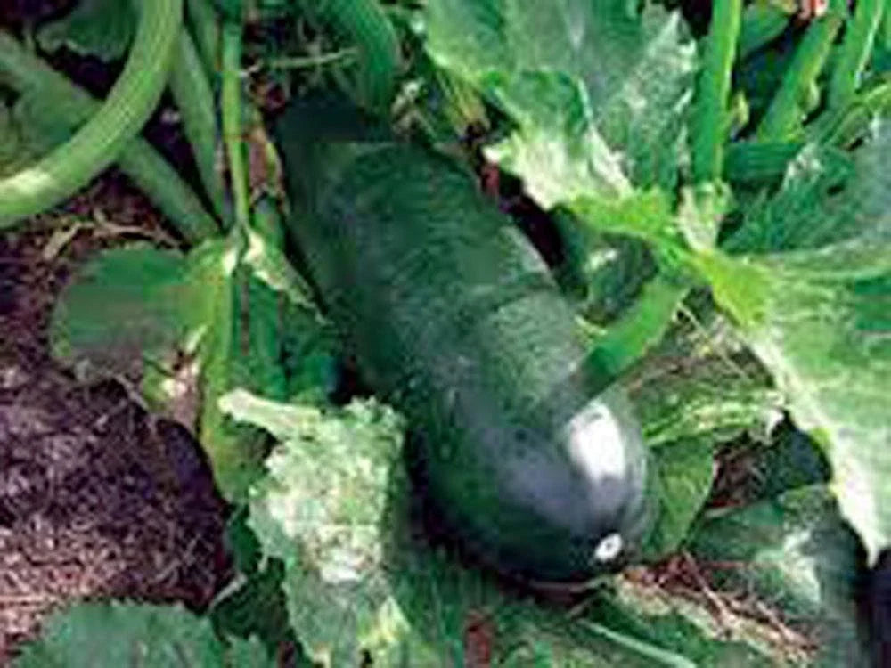 Heirloom Zucchini Seeds – Long Dark Green Cucurbita pepo, Non-GMO, 500+ Pack for Home Garden & Urban Farming