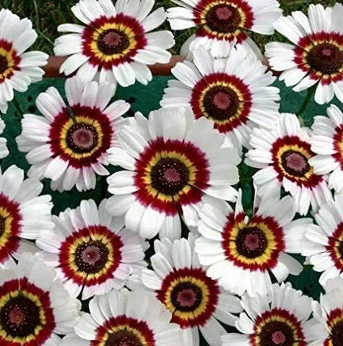 Painted Daisy Flower Seeds - 100 Count, Colorful Chrysanthemum Variety, Bellis perennis, Easy to Grow, Attracts Pollinators, Drought-Resistant