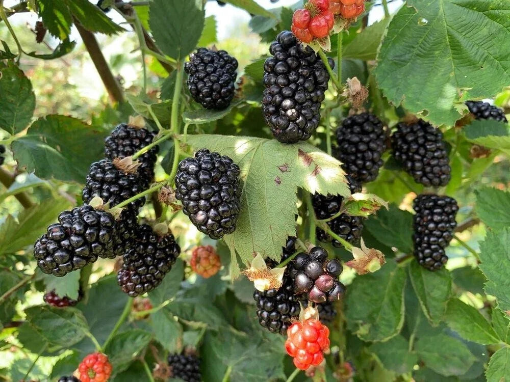 Blackberry Seeds - 50 Organic Rubus fruticosus Perennial Fruit Plant for Home Garden