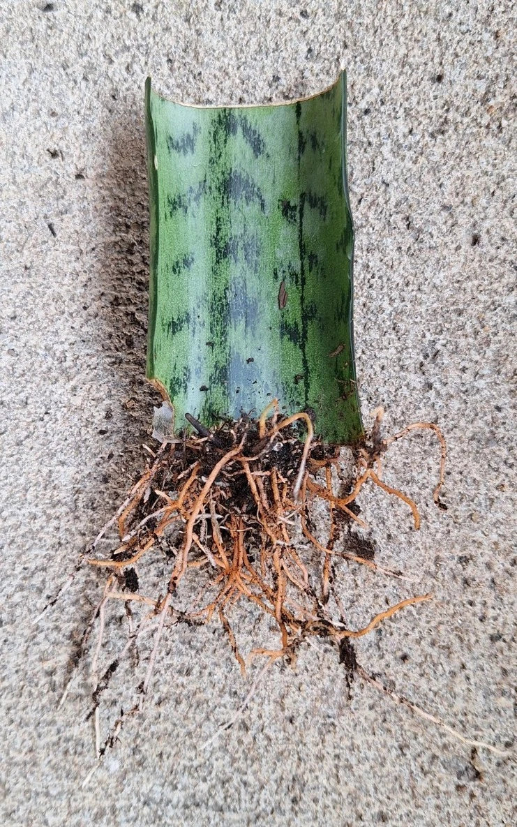 Snake Plant Cutting with Roots - Hardy Fast-Growing Sansevieria Trifasciata, 3 Inches