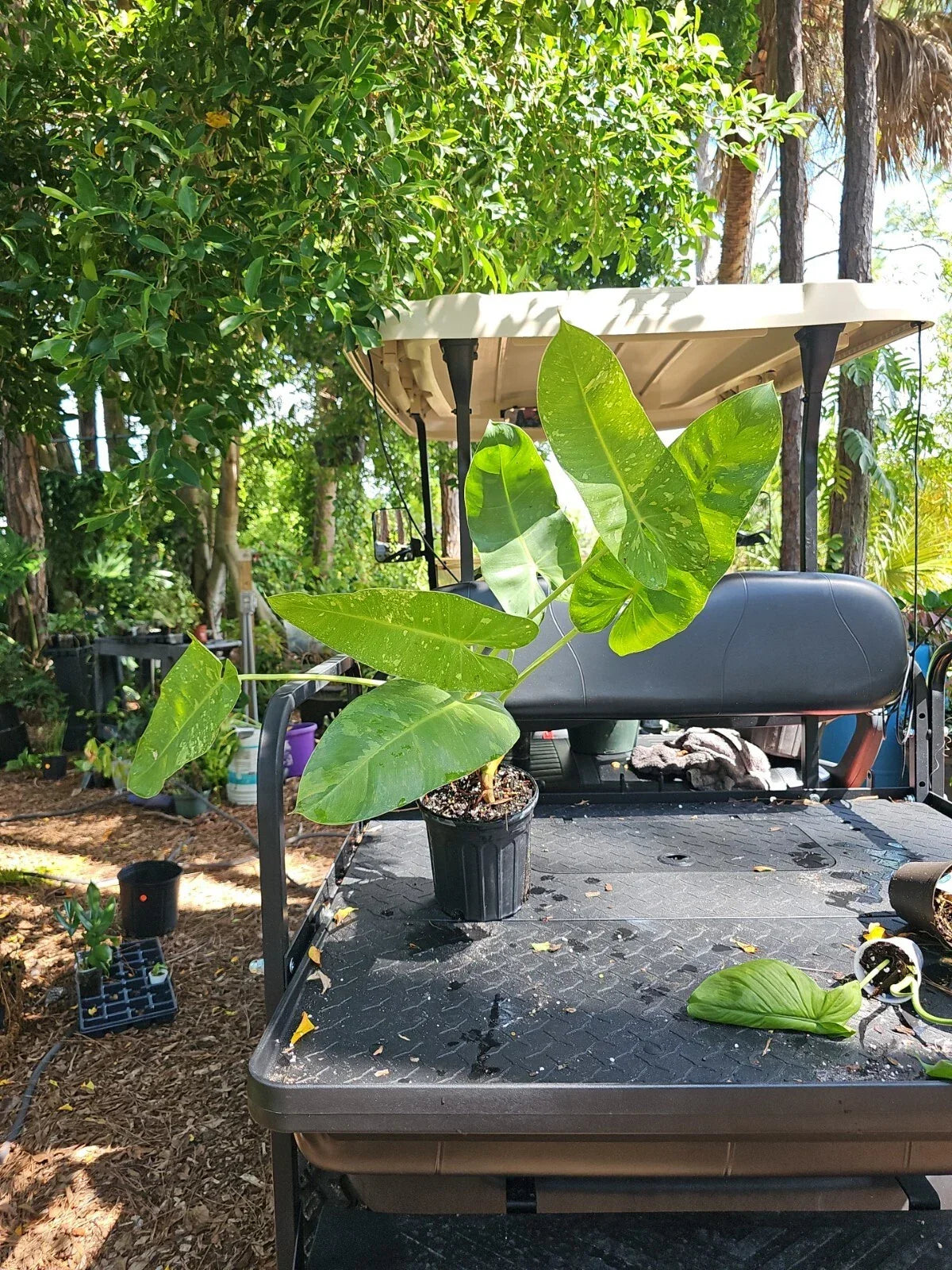 XL Rare Philodendron Jose Buono Variegated Plant 7" Pot with 6 Leaves - Tropical Indoor Houseplant