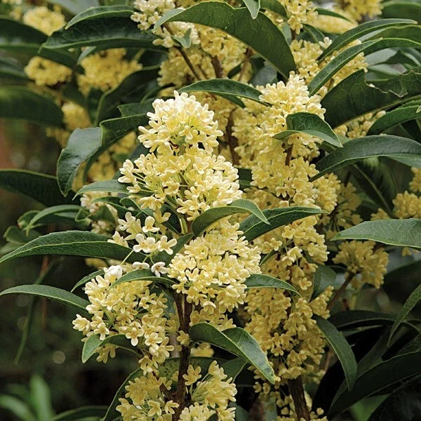 Fragrant Tea Olive Starter Plant - Well-Rooted 4-Inch Pot - Osmanthus fragrans var. thunbergii - Aromatic Evergreen Shrub