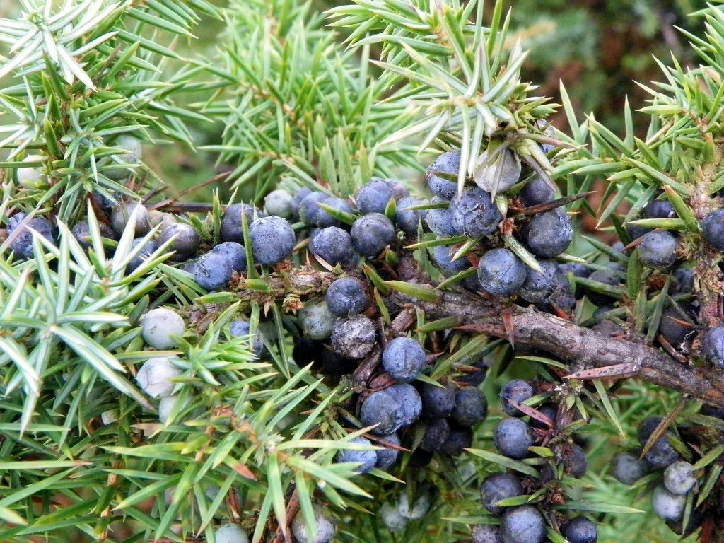 Common Juniper Seeds - 50 Pack - Juniperus communis - Evergreen Ground Cover Plant for Landscaping