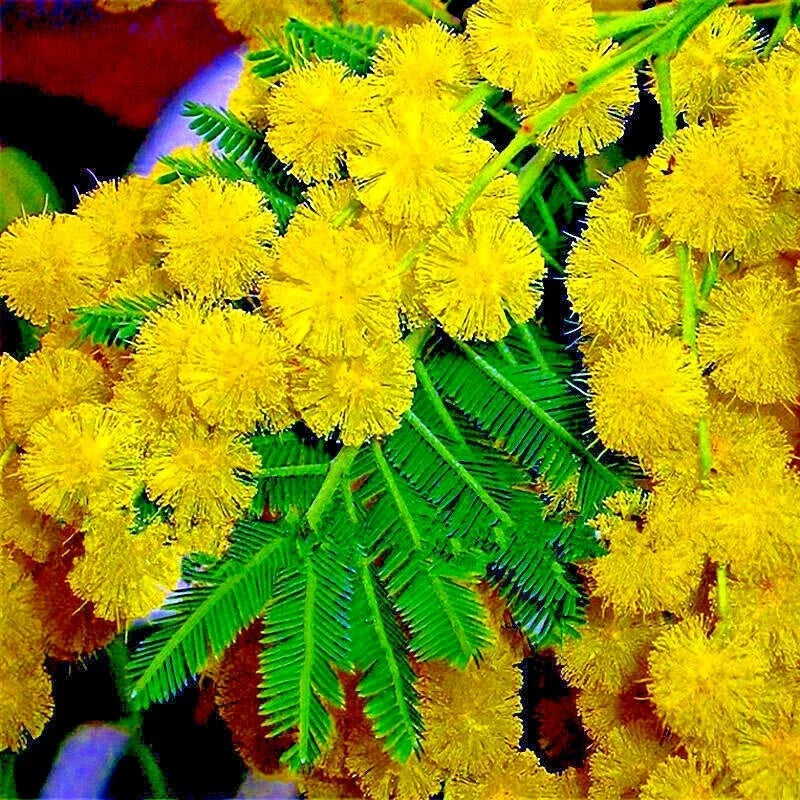 Golden Mimosa Tree Seeds - 10 Pack - Acacia baileyana - Fast Growing Yellow Wattle Flower Seeds for Gardens and Landscaping