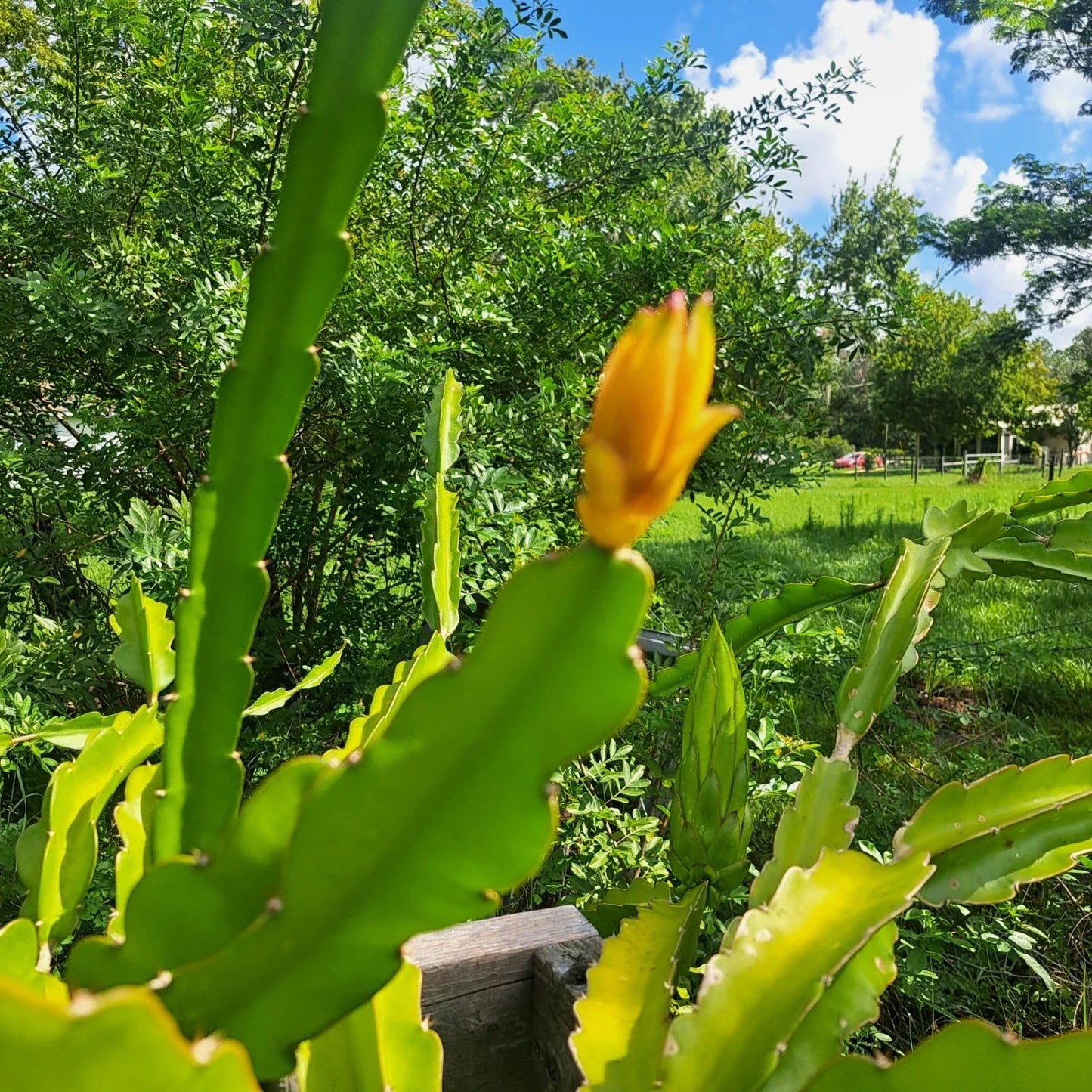Mystery Dragonfruit Cutting – Fully Rooted 6+ Inches – Hylocereus spp. Exotic Fruit Plant for Garden or Container
