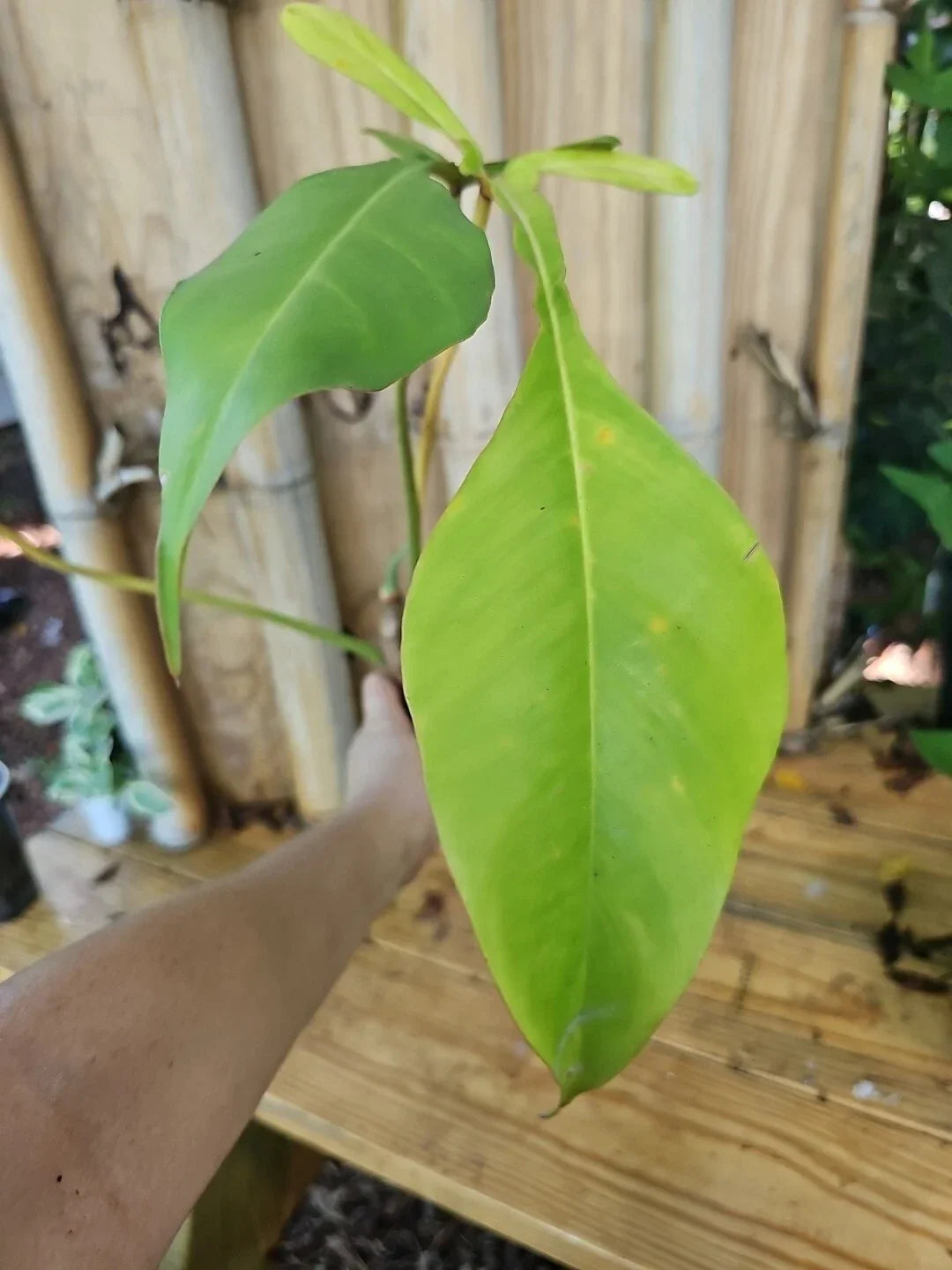 Philodendron Joepii XL Matured Aroid Plant in 3.5" Pot - Rare Tall Indoor Tropical Plant