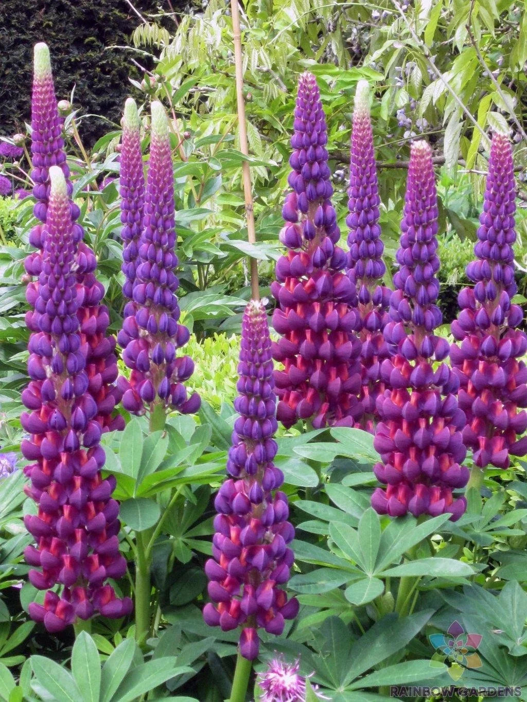 Masterpiece Lupine Seeds 25 Pack - Lupinus polyphyllus Perennial Garden Planting, Vibrant Multi-Color Flowers