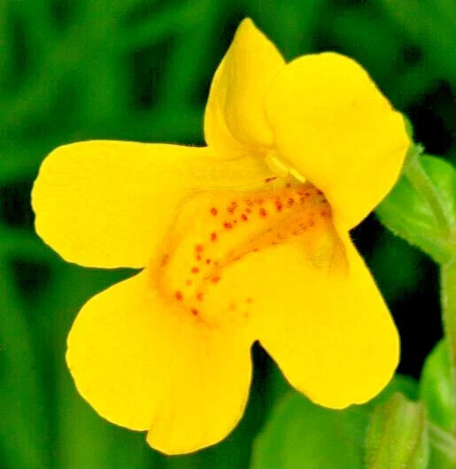 Yellow Monkey Flower Seeds - 150 Count Hardy Perennial Mimulus guttatus Gold Monkey Variety
