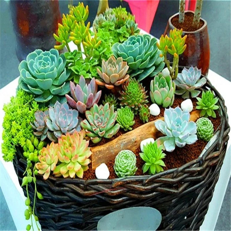 Mixed Succulent Plant Seeds 100pcs Pack | Lithops Seeds for Indoor & Outdoor Gardening | Drought-Tolerant Living Stones Seeds