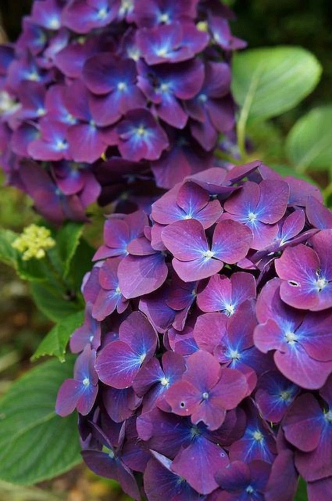 Purple Blue Hydrangea Seeds - Perennial Garden Shrub - Hydrangea macrophylla - Blooming Flower Seeds for Borders & Hedges