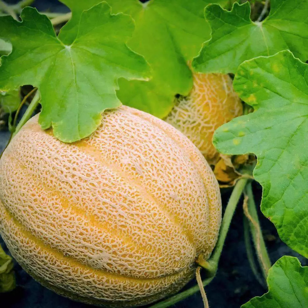 Hales Best Jumbo Cantaloupe Seeds NON-GMO Heirloom Muskmelon 50 Seeds