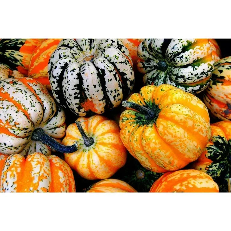 Acorn Carnival Squash Seeds - 30 Heirloom Vine Seeds Cucurbita pepo