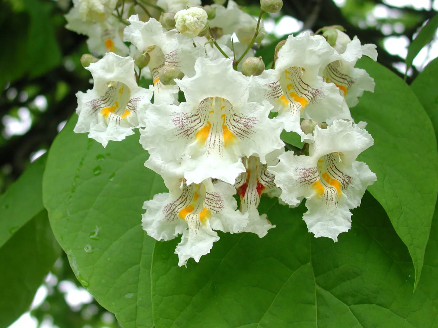 Northern Catalpa Tree Seeds - 50+ Catalpa speciosa Seeds for Landscaping & Gardens - Fast-Growing Ornamental Tree