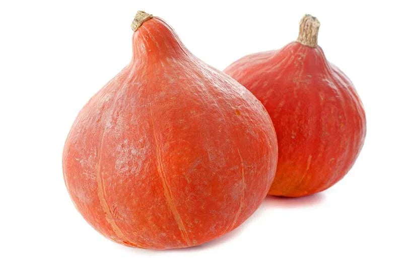 Red Kuri Squash Seeds - 25+ Pack, Cucurbita maxima, Garden Planting, Non-GMO, USA Grown, Full Sun, Vining, Vegetable Seeds
