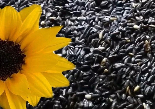 Sunflower Seeds - 10+ Heirloom Black Oil Non-GMO - Helianthus annuus