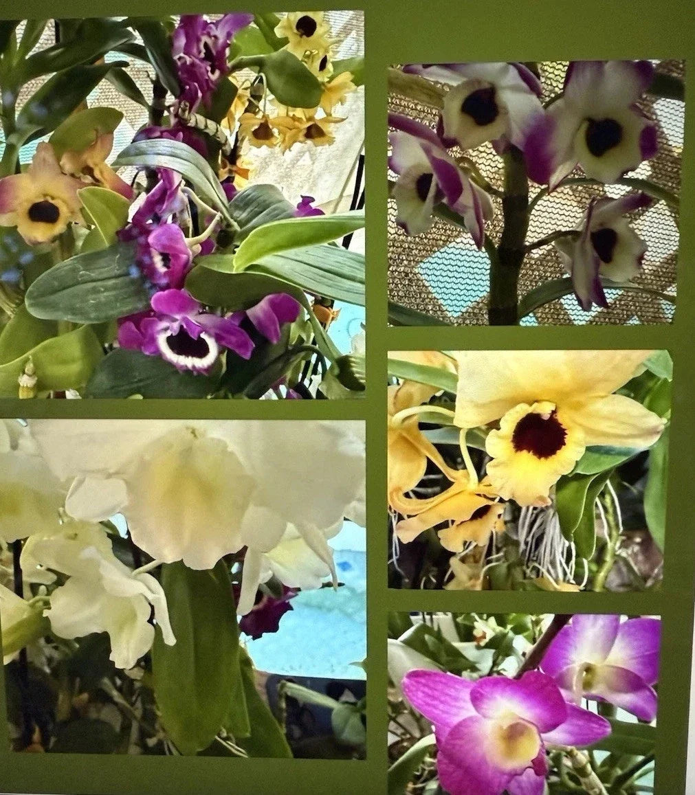 Dendrobium Orchid Plant - Bare Root 1 Stem with Buds & Blooms - Indoor Exotic Flowering Orchid Dendrobium spp.