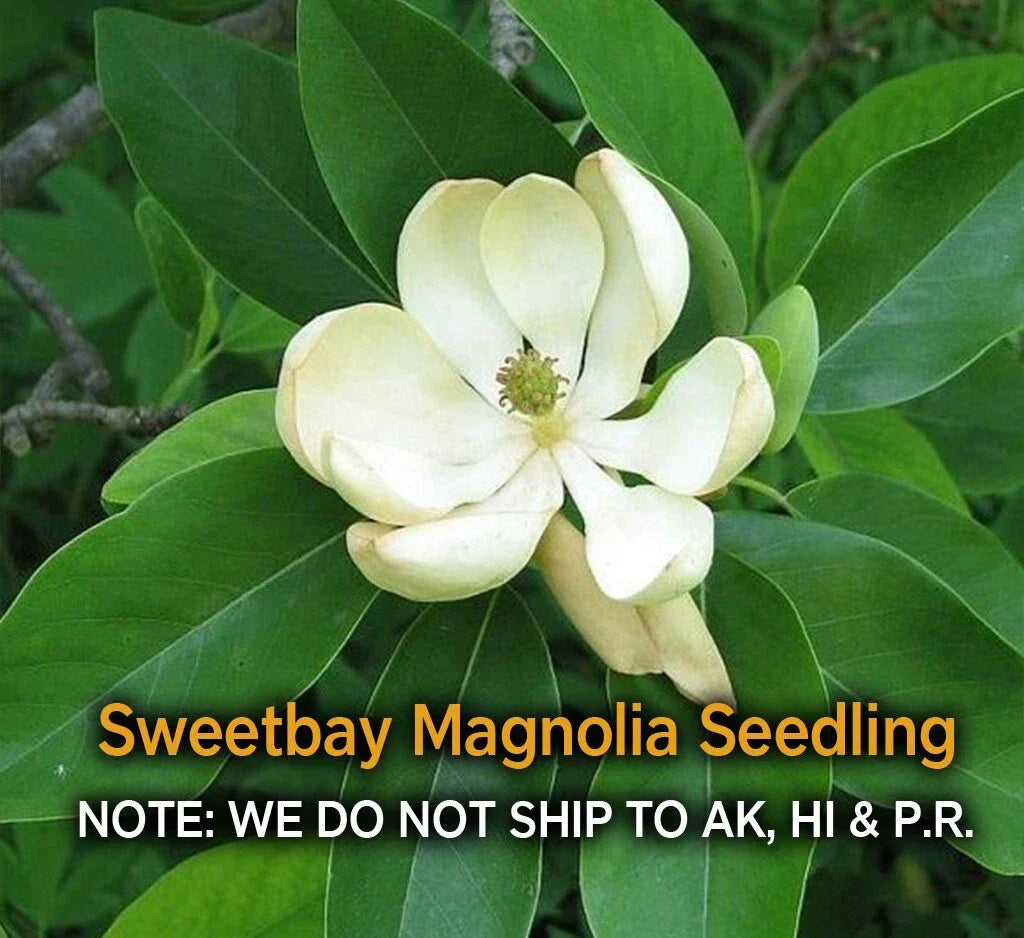 Sweetbay Magnolia Tree in Quart Pot - Hardy Fragrant Magnolia virginiana