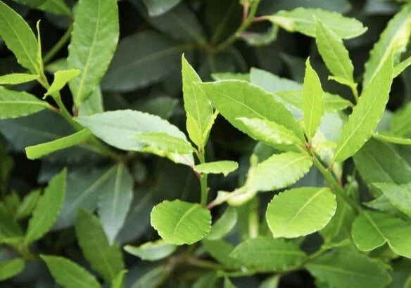 Bay Laurel Tree Cuttings - 10 Stem Propagation for Culinary Use - Laurus nobilis