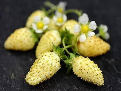Yellow Wonder Strawberry Seeds - 50 Non-GMO Fragaria x ananassa for Home Gardening