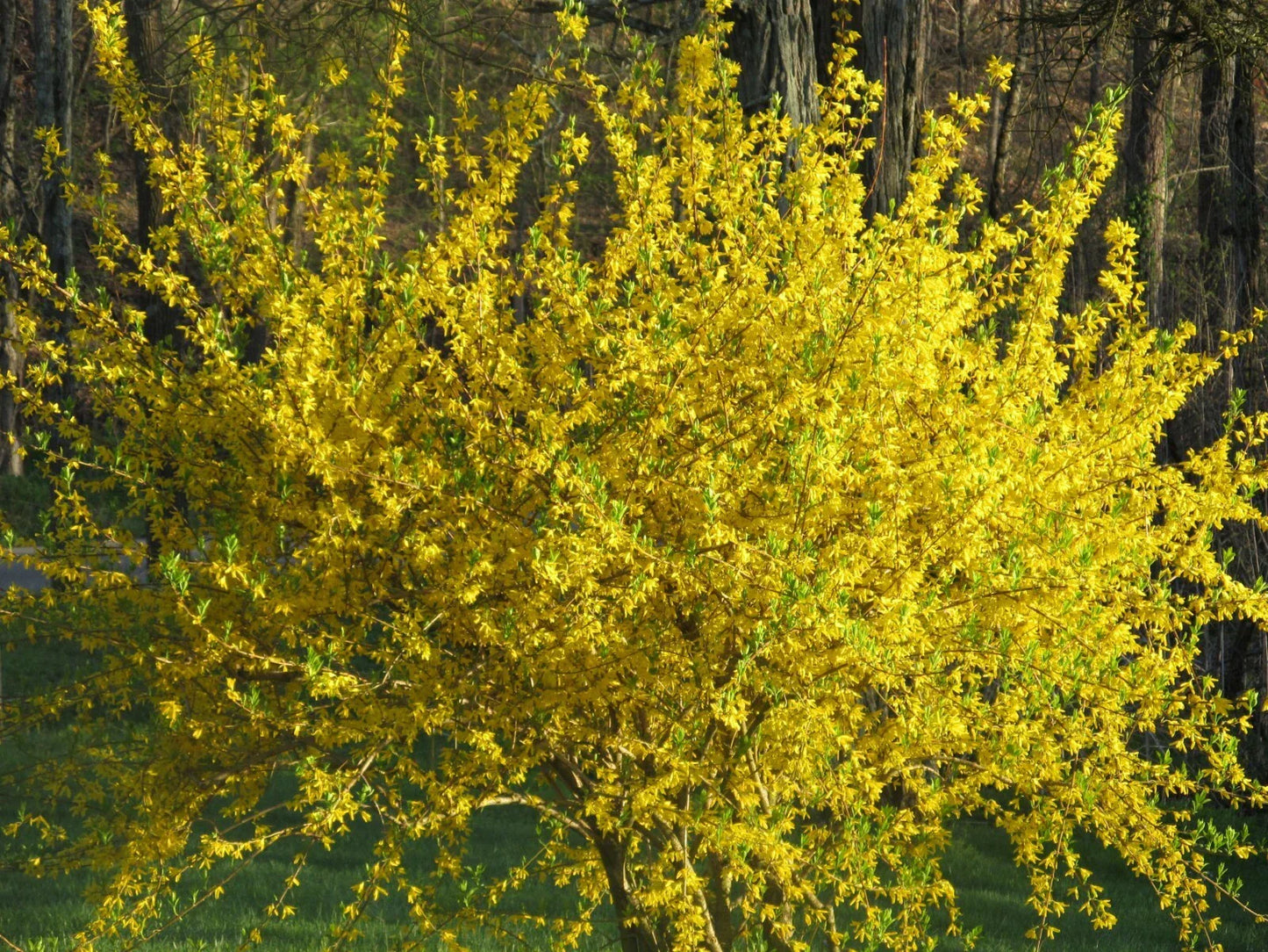 10 Lynwood Gold Forsythia Bush Cuttings - Easy to Root Forsythia x intermedia