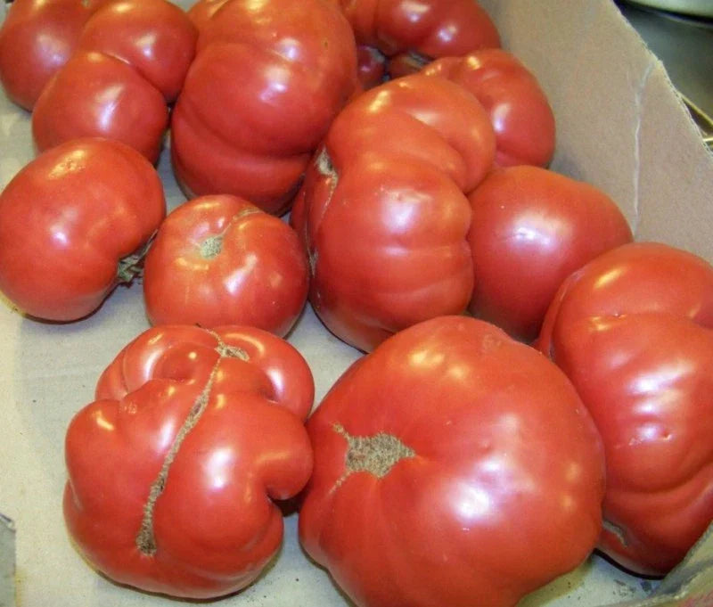 Heirloom Manitoba Tomato Seeds - 38 Seeds - 60 Days to Harvest