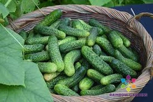 Kirby Cucumber Seeds, 25 Pack, Cucumis sativus, Garden Planting, Non-GMO, Full Sun, Vining, Home Garden