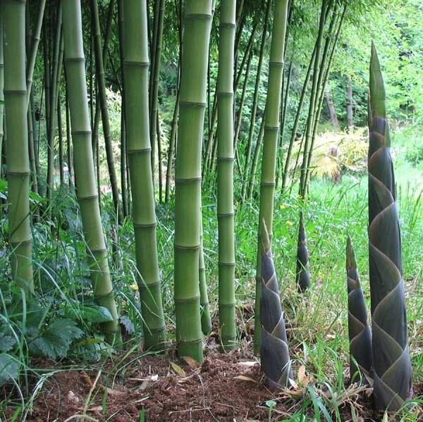 50 Bamboo Seeds for Privacy Garden, Clumping Solid Stem Bambusa balcooa, Shade Screen, Landscaping, Non-invasive, Fast-growing