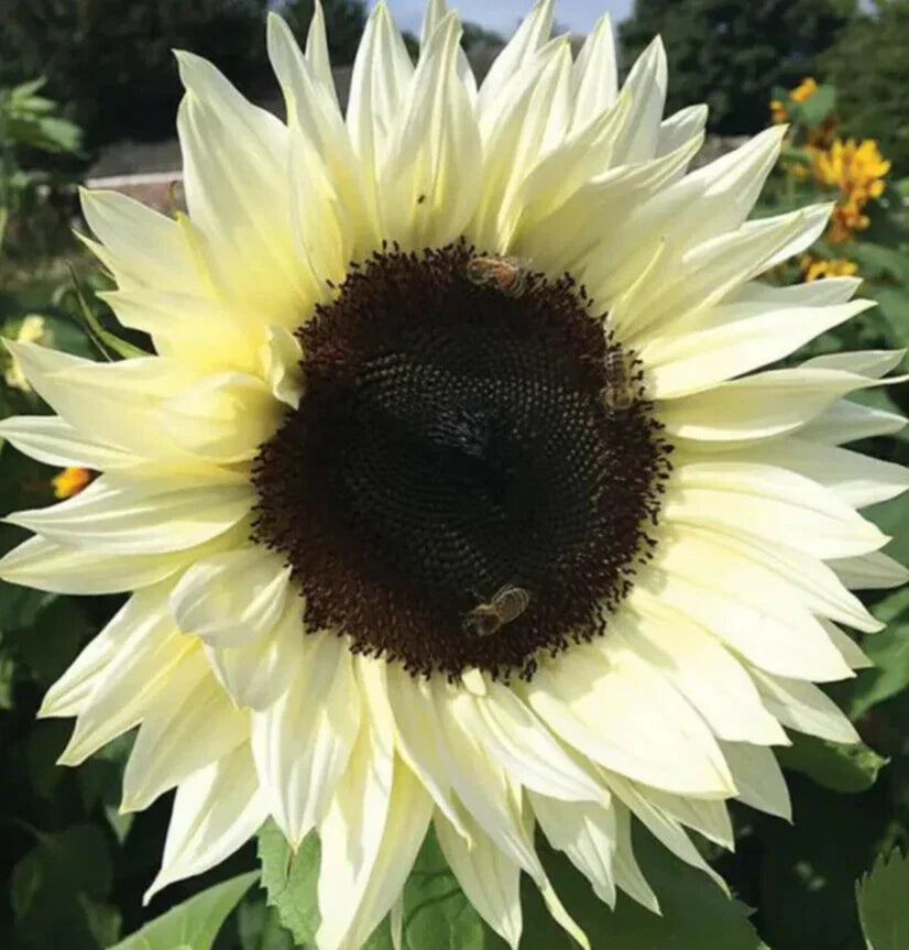 Italian White Sunflower Seeds 50+ | Helianthus annuus Annual Flower for Bees & Birds