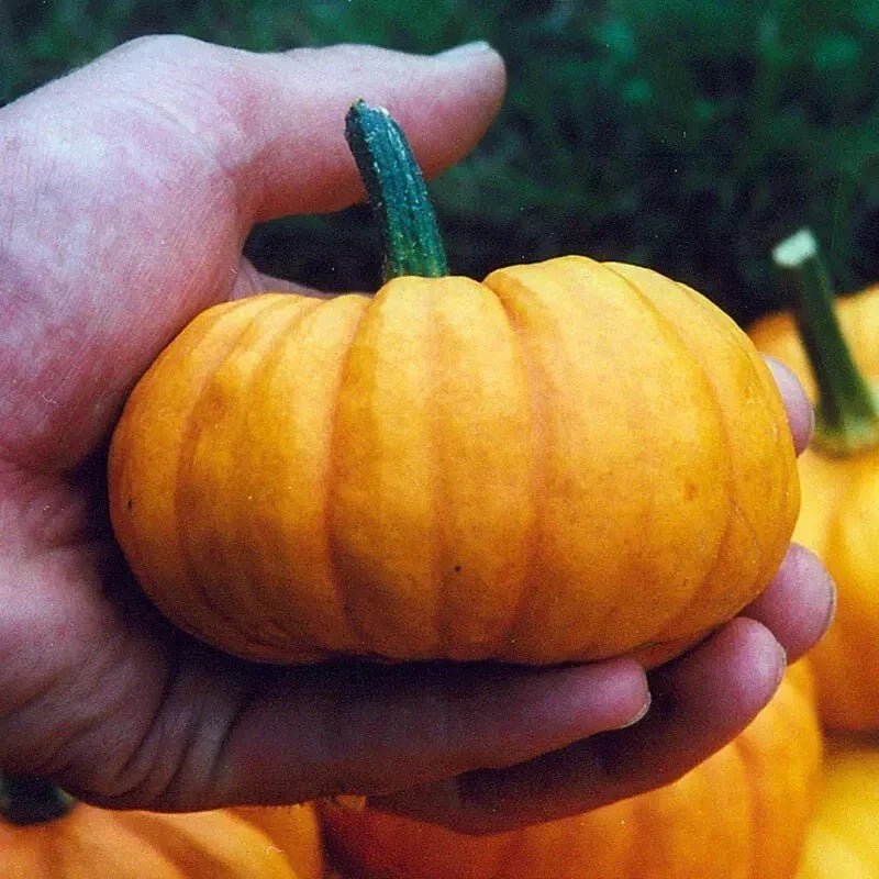 Jack Be Little Pumpkin Seeds - 100+ Heirloom Organic Non-GMO Seeds for Gardening