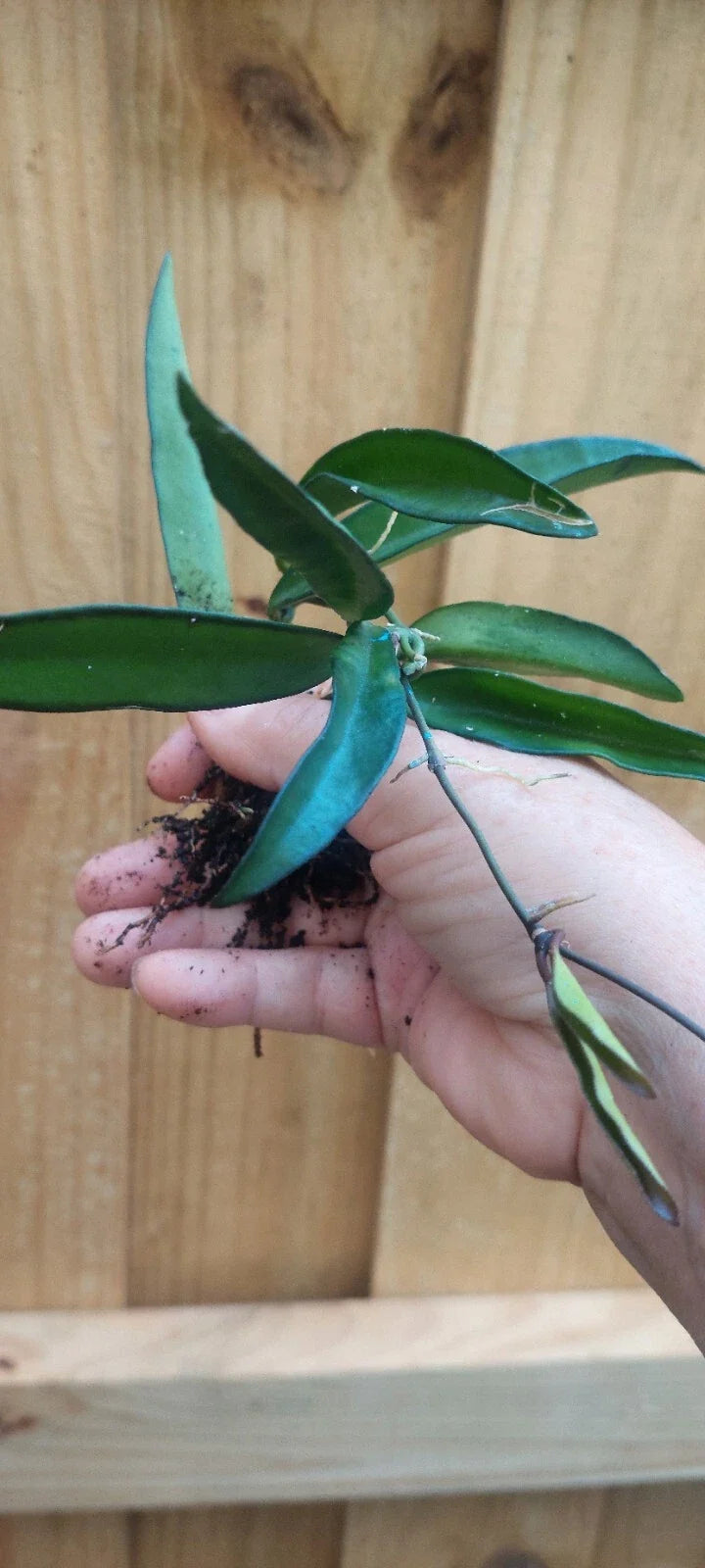Hoya Wayetii Plant - Rooted Indoor Tropical Vining Houseplant in 4-Inch Pot - Variegated, Fragrant Flowers