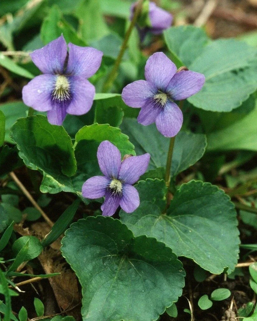 Purple Blue Violet Plants 5-Pack - Viola Sororia Edible Perennial with Butterfly Attractant