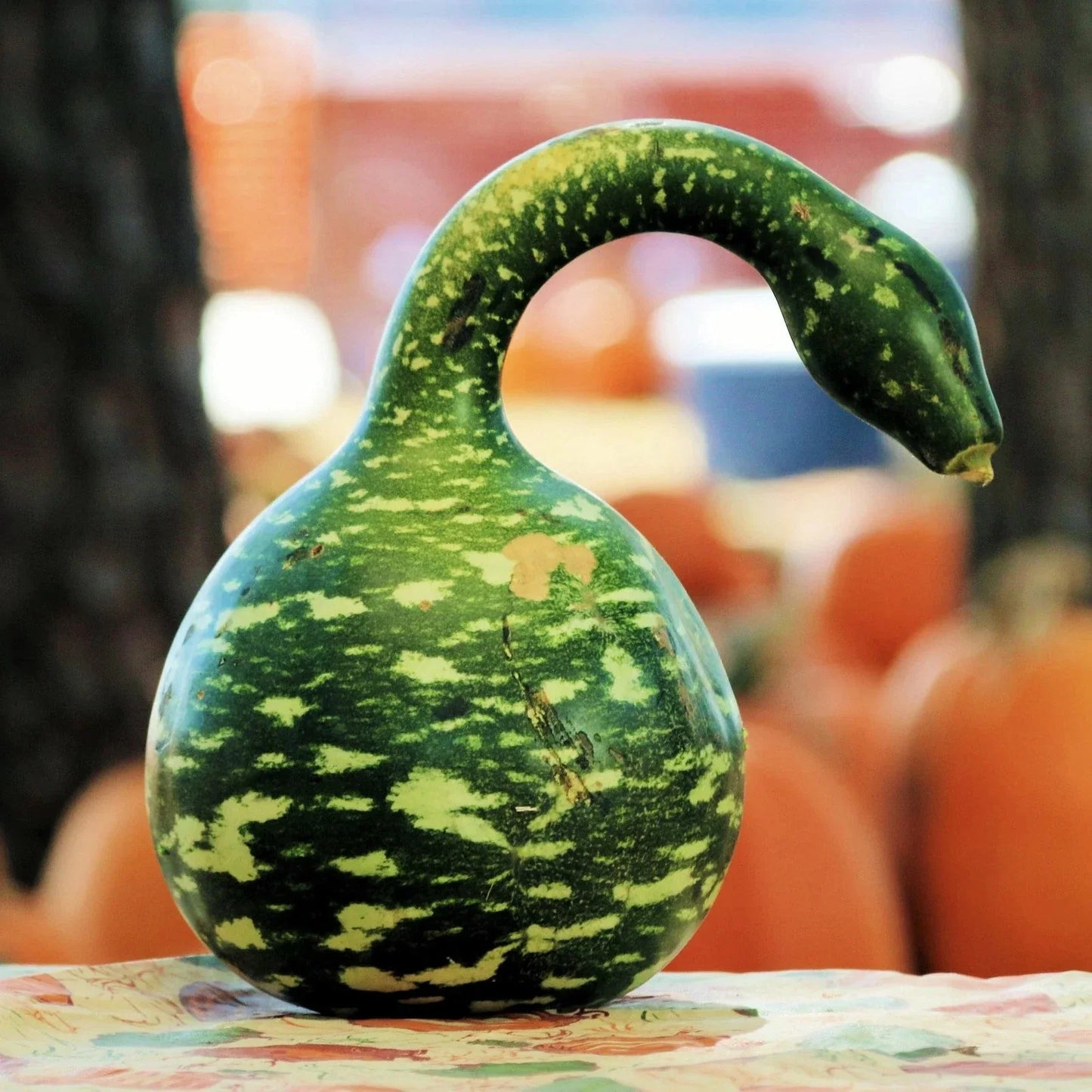 Speckled Swan Gourd Seeds – Ornamental Lagenaria siceraria for Fall Decor, Garden, Vining, 25 Seeds