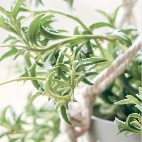 String of Dolphins Succulent Plant - Rooted, Senecio Peregrinus, Trailing, Drought Tolerant, Indoor/Outdoor Garden