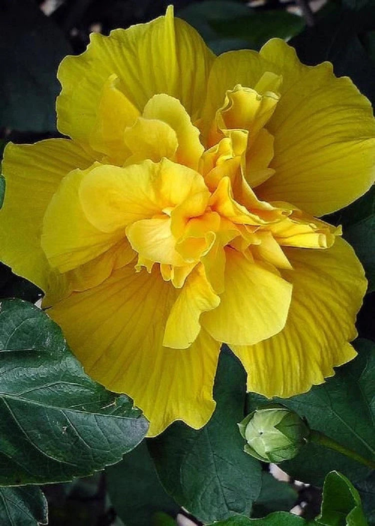 Double Yellow Hibiscus Seeds - Perennial Flower Seeds for Exotic Garden - Hibiscus rosa-sinensis