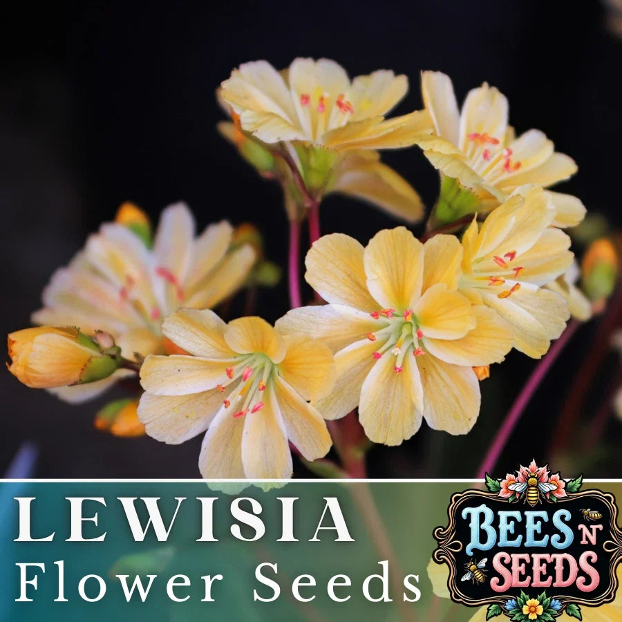 Golden Yellow Lewisia Seeds - Non-GMO Flower Seeds for Garden, Lewisia rediviva, Rock Garden, Border, Container Planting