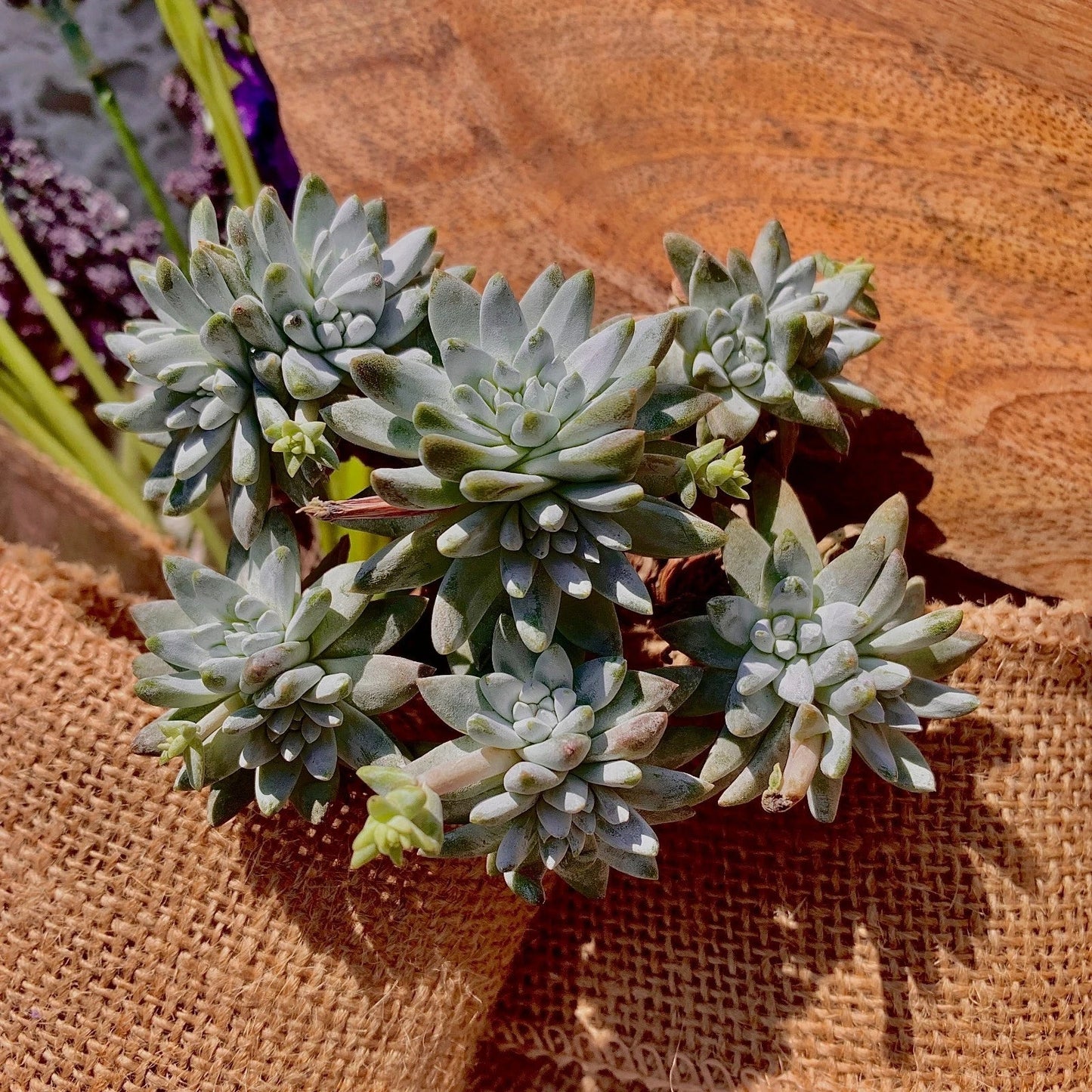 Dudleya gnoma Succulent Plant 3-Inch Green Live Plant, Rare Indoor or Outdoor Crassulaceae