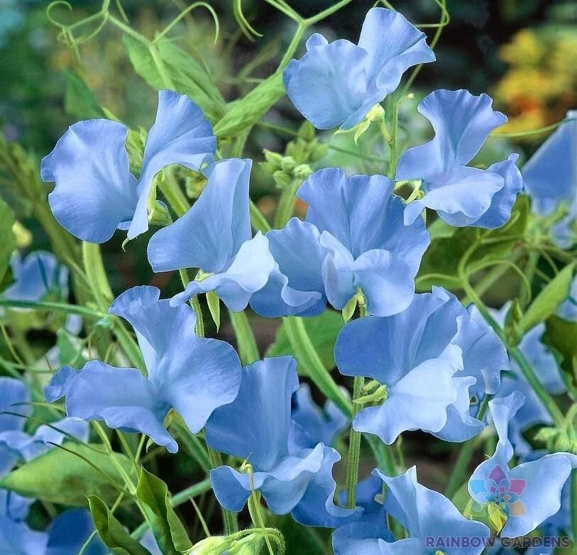 Cheshire Blue Sweet Pea Seeds - 50+ Count, Climbing Vine, Blue Fragrant Flowers, Lathyrus odoratus, Heirloom Garden Seeds