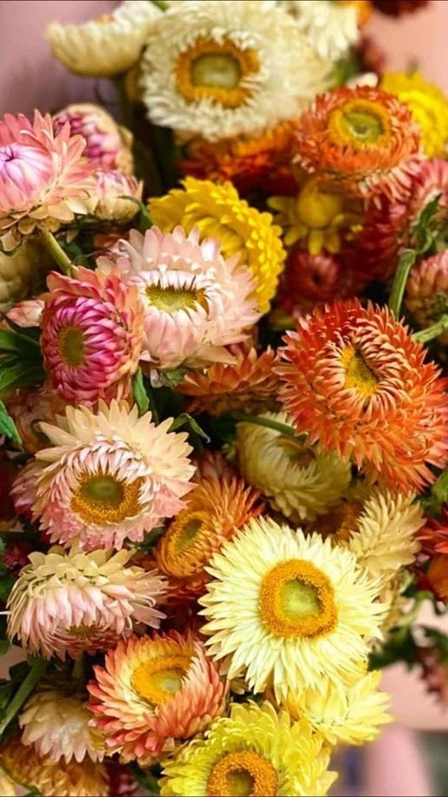 Helichrysum bracteatum Seeds - Double Mix Strawflower for Gardening & Cut Flowers, 25 Seeds