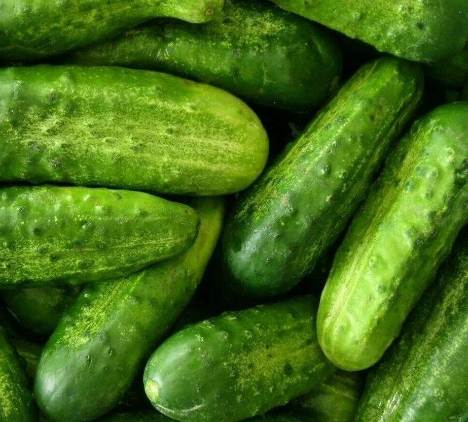 Cucumber Seeds 50+ National Pickling Variety - Cucumis sativus for Vegetable Garden