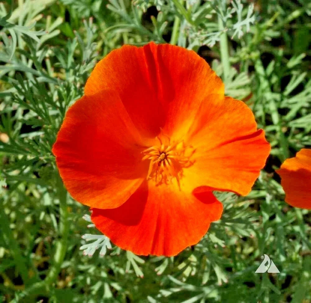 California Poppy Flower Seeds - 500+ Mikado Variety for Wildflower Gardens & Containers - Eschscholzia californica