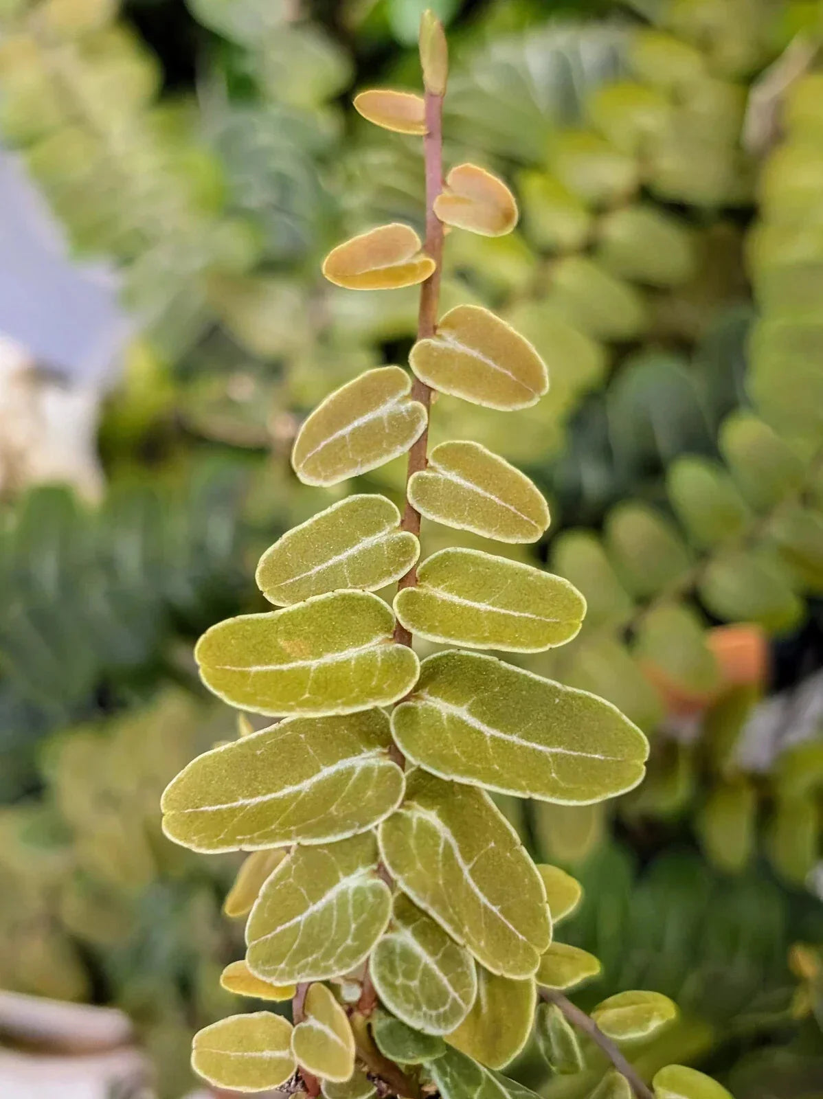 Marcgravia sp. Peru 10-Leaf Cutting | Unique Indoor Trailing Plant for Terrariums & Home Decor