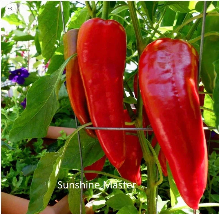 Red Italian Long Marconi Sweet Pepper Seeds – Non-GMO Vegetable Seeds for Home Gardens, Capsicum annuum