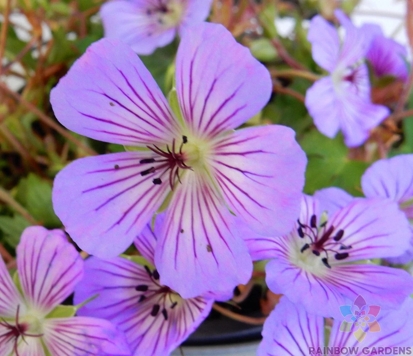 Magical Joy Geranium Seeds - 25+ Pelargonium hortorum Garden Planting Pack for Indoor & Outdoor Growth