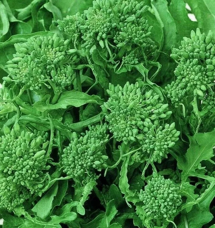 Broccoli Seeds 500+ Spring Raab Rapini Non-GMO Vegetable Seeds for Garden Brassica rapa