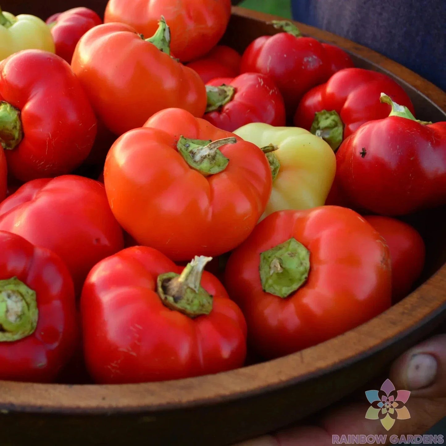 Alma Paprika Sweet Pepper Seeds – Heirloom Non-GMO Capsicum annuum for Garden Planting – Pack of 25+