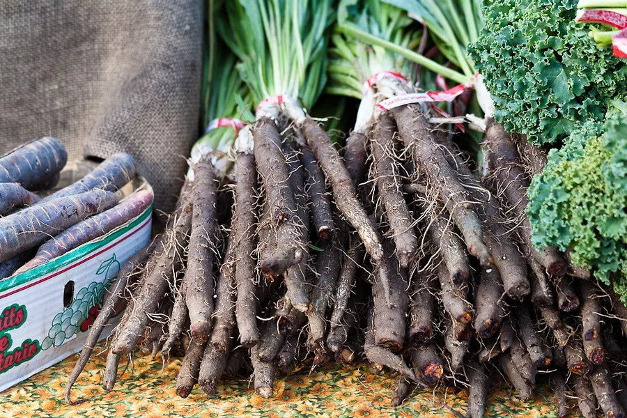 Black Salsify Seeds NON-GMO | Black Oyster Plant Scorzonera hispanica Heirloom