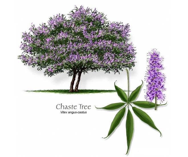 Vitex Agnus-Castus Cuttings - 12 Thin Blue-Purple Chaste Tree Propagation Sticks for Rooting and Grafting